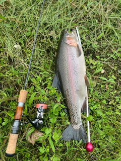 ニジマスの釣果