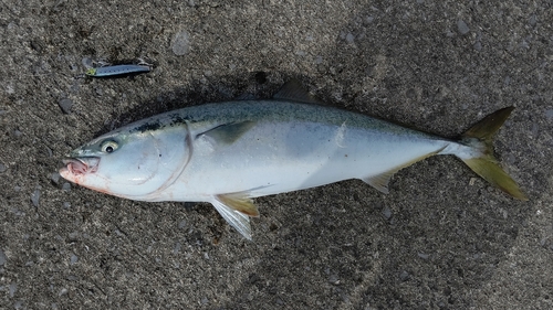 イナダの釣果