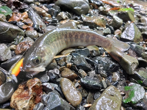 イワナの釣果