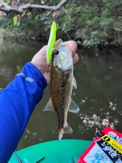 ラージマウスバスの釣果