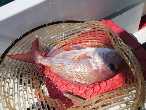 タイの釣果