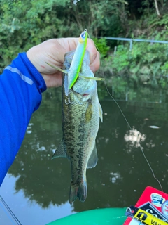 ラージマウスバスの釣果