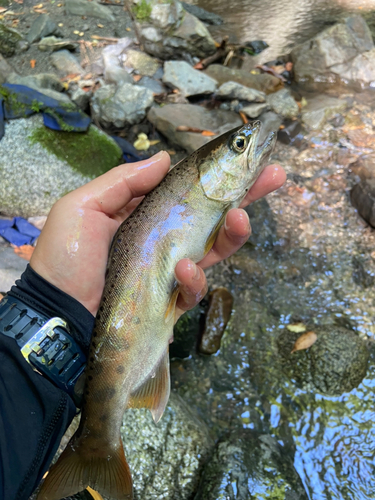 ヤマメの釣果