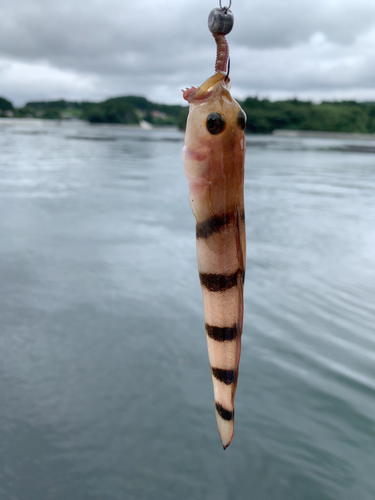 リュウグウハゼの釣果