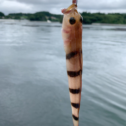 リュウグウハゼ