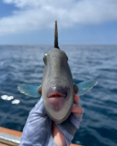 ウマヅラハギの釣果