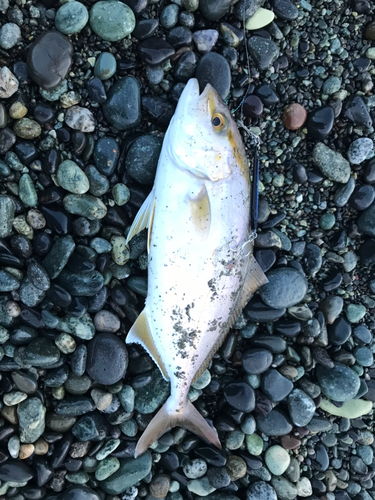 ショゴの釣果