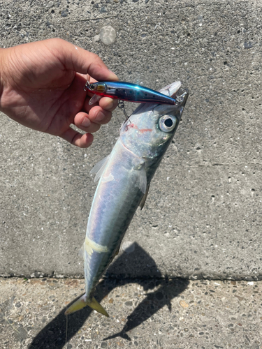 サバの釣果