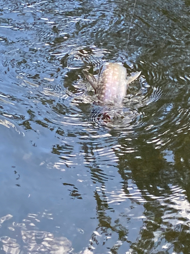 アメマスの釣果