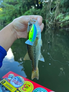 ラージマウスバスの釣果