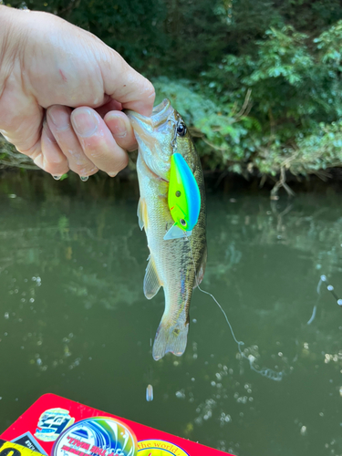 ラージマウスバスの釣果