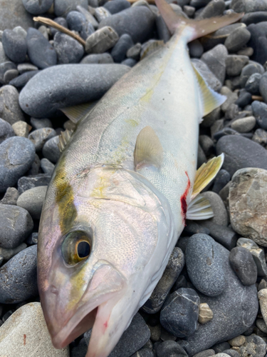 ショゴの釣果