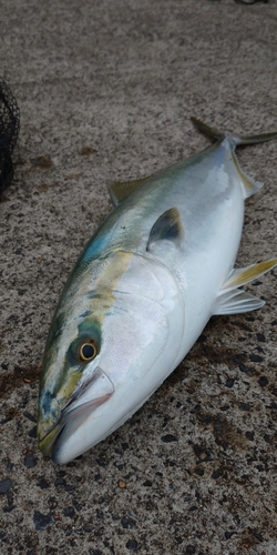 イナダの釣果