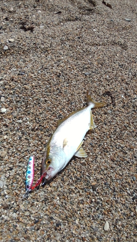 ショゴの釣果