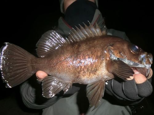 メバルの釣果