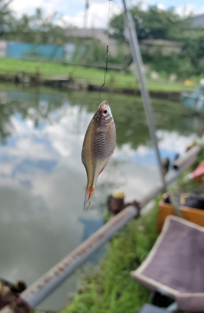 タイリクバラタナゴ