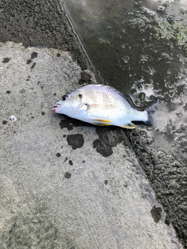 キビレの釣果