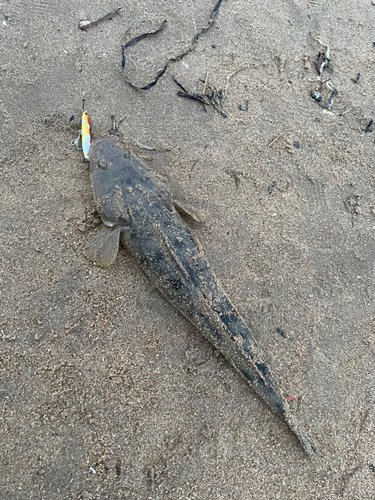 マゴチの釣果