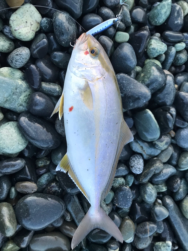 ショゴの釣果