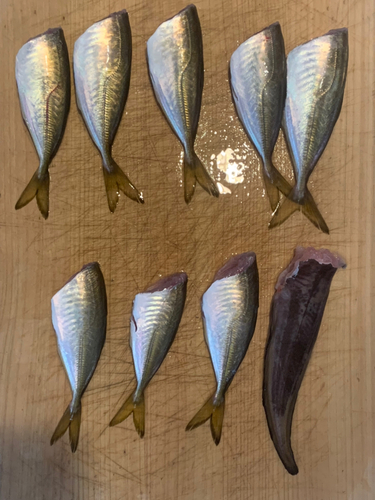 アジの釣果