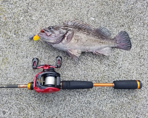 クロソイの釣果