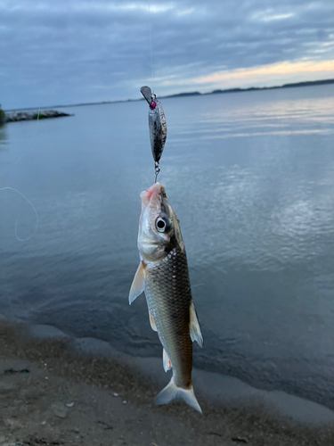 ニゴイの釣果