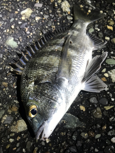 クロダイの釣果