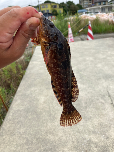 アイナメの釣果