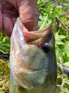 ラージマウスバスの釣果