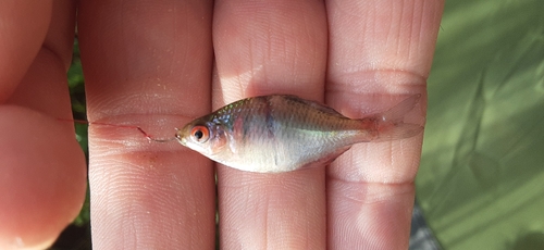 タイリクバラタナゴの釣果