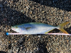 ツバイソの釣果