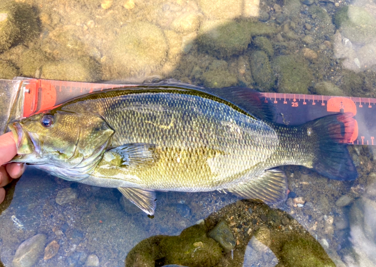 スモールマウスバス