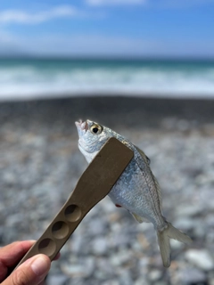 クロサギの釣果