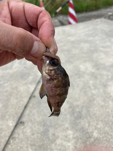 シロメバルの釣果