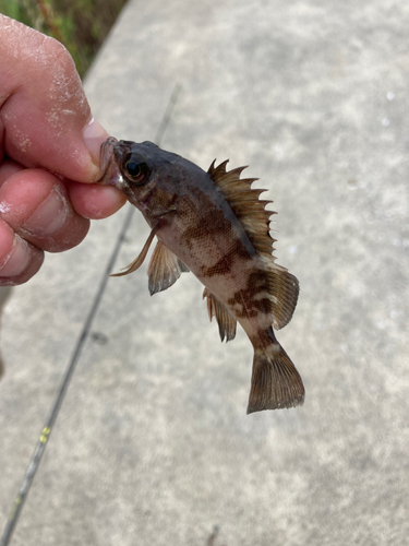 シロメバルの釣果