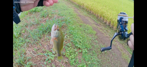 ブラックバスの釣果