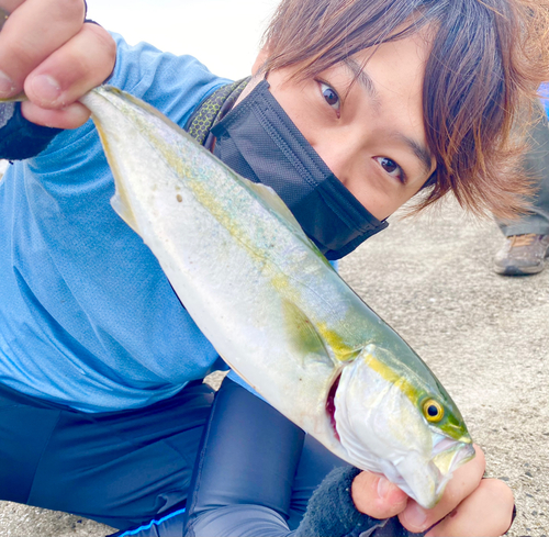 イナダの釣果