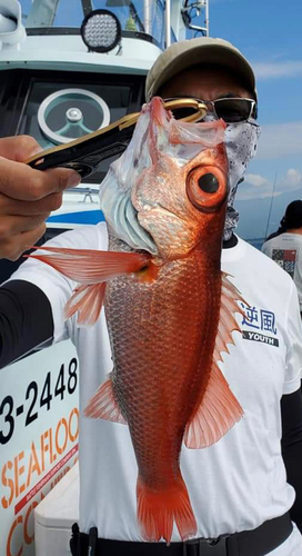 アカムツの釣果