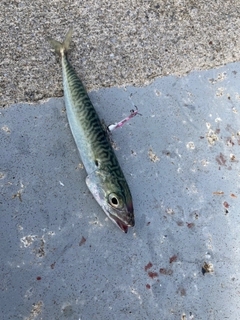 サバの釣果