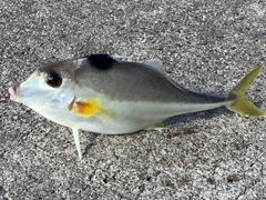 ギマの釣果