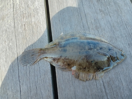 カレイの釣果