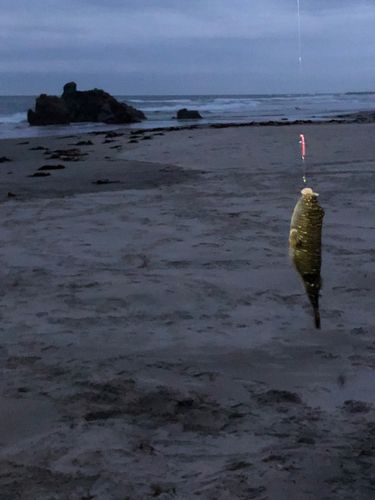 フグの釣果