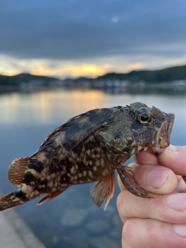 キスの釣果