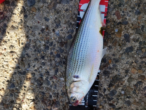 コノシロの釣果