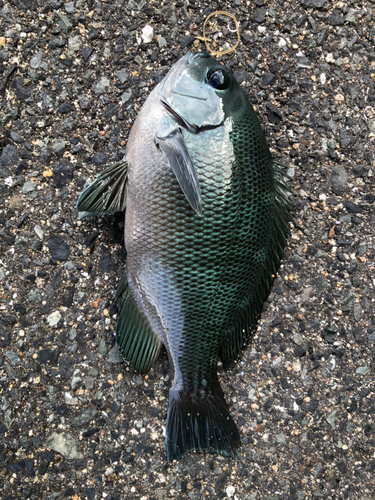 メジナの釣果