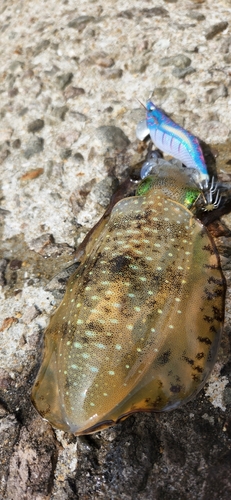 アオリイカの釣果