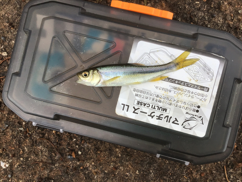 カワムツの釣果