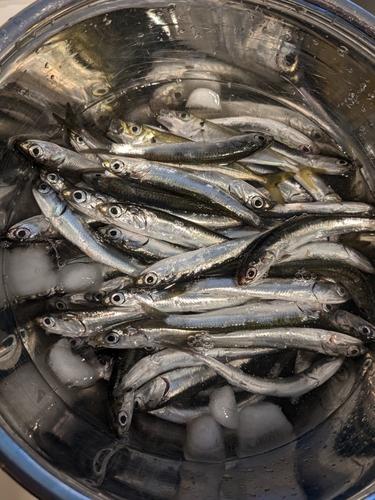 イワシの釣果