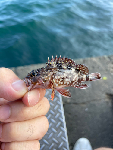 カサゴの釣果