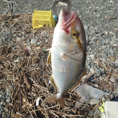 ショゴの釣果